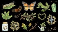 Butterfly caterpillar chrysalis lifecycle stages with botanical leaves and nature elements isolated on transparent background, ready for t-shirt design, clipart, stickers, sublimation and print-on-demand projects.