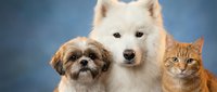 Three adorable pets portrait featuring white fluffy dog, small brown mixed breed puppy and orange tabby cat on blue gradient background for veterinary care.