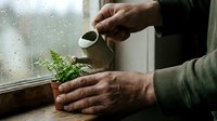 Mature man with weathered hands watering small green fern plant on rainy windowsill, indoor gardening and plant care concept.