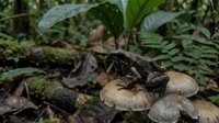 Small brown toad sitting on mushroom in lush forest floor surrounded by green ferns and fallen leaves creating natural woodland habitat scene.