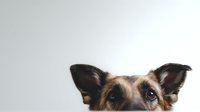 German shepherd mix dog peeking over white surface with alert ears and brown eyes isolated on light background for pet adoption campaigns.