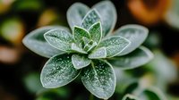 Frosted succulent plant with water droplets on pale green leaves against dark background, creating dramatic natural macro photography effect.