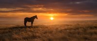 Silhouette of horse standing in golden grassland field during dramatic sunset with warm orange sky and glowing sun on horizon creating peaceful rural landscape scene.