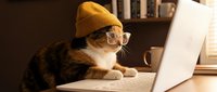 Adorable tabby cat wearing yellow knit hat and glasses working on laptop computer at wooden desk. Funny pet office worker concept for remote work humor.