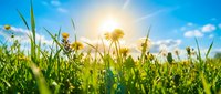 Bright sun shining through green grass and yellow wildflowers in meadow with blue sky and white clouds creating peaceful natural outdoor scene.