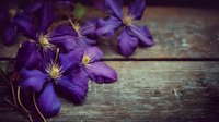 Purple clematis flowers blooming on rustic wooden background with copy space for spring garden and floral design projects.