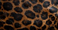 Close up of giraffe skin pattern showing natural brown and black spots texture, detailed animal print background with realistic leather-like surface texture.