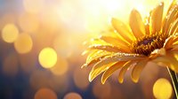 Vibrant yellow gerbera daisy with water drops in morning sunlight against blurred golden bokeh background, creating dreamy natural atmosphere.