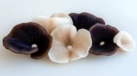 Contrasting dark purple and cream mushrooms arranged in artistic composition on white background, isolated fungal specimens showing delicate gill structure.