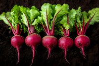 Fresh organic beetroots with vibrant green leaves arranged in row on dark soil background. Natural food photography highlighting rich purple-red color and farm-fresh produce.