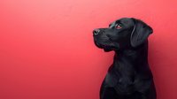Black Labrador retriever profile portrait against vibrant red background, looking up with attentive expression. Studio pet photography with dramatic lighting.