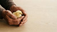 Weathered hands gently cradling a young chick on wooden surface, symbolizing care, nurture, and protection for farming, agriculture, and animal husbandry concepts.