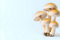 Fresh wild mushrooms with spotted beige caps growing in cluster on white background, macro photography showing detailed texture and natural patterns.
