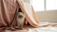 Fluffy Ragdoll kitten peeking out from under soft pink draped fabric on a bed in a cozy, light-filled room.