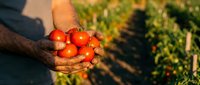 Farmer hands holding fresh ripe red tomatoes in organic vegetable garden during golden hour harvest time with green plants in background.