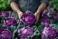 Farmer's hands holding fresh purple cabbage in organic garden. Vibrant red cabbage heads with green leaves create natural pattern in vegetable field.