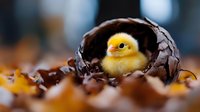 Fluffy yellow newborn chick nestled inside a cracked dark eggshell surrounded by autumn leaves, symbolizing new life and seasonal rebirth.