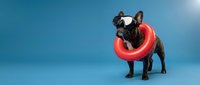 Black French Bulldog wearing red inflatable ring collar against blue background, isolated pet portrait for veterinary, pet care, and animal health marketing materials.