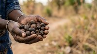 Farmer holding harvested chickpeas in cupped hands over agricultural field during harvest season. Suitable for farming, agriculture, and food production content.