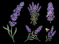 Lavender flowers isolated on transparent background, ready for t-shirt design, clipart, stickers, sublimation and print-on-demand products.