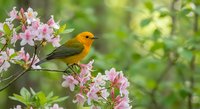 Small orange and green songbird perched on blooming pink flower branch in natural garden setting with soft bokeh background for nature and wildlife themes.