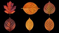 Autumn leaves collection featuring six isolated fall foliage specimens in red, orange, and brown tones. Transparent background, ready for clipart, t-shirt design, sublimation, print-on-demand, and sticker applications.