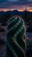 Saguaro cactus close-up with sharp spines against dramatic sunset sky in desert landscape with mountains silhouetted in background for nature photography.