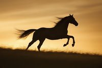 Majestic horse silhouette galloping across golden sunset landscape with flowing mane and tail against dramatic sky for equestrian and nature themes.