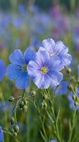 Blue flax flowers with morning dew drops in natural garden setting. Delicate petals showcase intricate vein patterns against soft bokeh background.