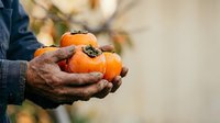 Farmer holding fresh orange medlar fruits in weathered hands outdoors, harvest season agriculture produce for farming, gardening, and food industry marketing.