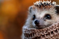 Adorable hedgehog wrapped in cozy knitted scarf with soft spines and dark eyes against warm blurred background for pet care and wildlife photography.