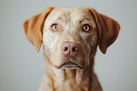 Close up portrait of attentive Vizsla mix dog with amber eyes and floppy ears against neutral background, showing expressive facial features and distinctive coloring.