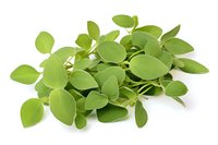 Fresh green moringa leaves scattered on white background, nutritious superfood herb isolated for healthy eating and natural supplement designs.