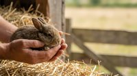 Young rabbit held in farmer's hands in barn setting with straw, showcasing animal care and rural farming lifestyle for agricultural and pet-related content.