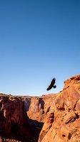 Eagle soaring over red rock canyon formations under clear blue sky. Wildlife and nature scene suitable for travel, adventure, and environmental projects.