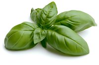 Fresh green basil leaves arranged in star shape isolated on white background, aromatic culinary herb for Mediterranean cuisine and cooking designs.