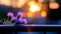Purple thistle flowers against dark background with golden bokeh lights creating dreamy atmosphere at sunset. Nature macro photography with soft focus.