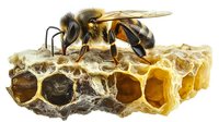 Detailed macro view of honey bee collecting nectar on natural honeycomb structure with filled cells showing intricate wing and body details against white background.