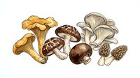 Assorted edible mushrooms including chanterelles, porcini, and oyster varieties isolated on white background for culinary and botanical design use.