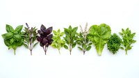 Fresh culinary herbs arranged in row on white background including basil, purple basil, mint, rosemary and lettuce for cooking and garnishing recipes.