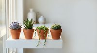 Small succulent plants in terracotta pots arranged on white floating shelf near window creating minimalist home decor display for indoor gardening enthusiasts.