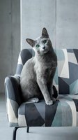 Gray cat with striking green eyes sitting on geometric patterned armchair in modern interior. Feline pet portrait for home decor, lifestyle, and animal-themed design projects.