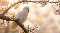 White cockatoo perched on blooming cherry blossom branch during golden hour sunset. Tropical bird in spring garden with pink flowers and warm sunlight.