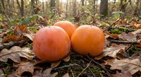 Fresh orange pumpkins resting on autumn leaves in forest floor. Seasonal harvest decoration for fall holidays and thanksgiving celebrations.