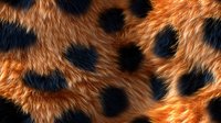 Close up of orange and black spotted animal fur texture showing natural pattern and markings, soft fluffy coat detail with dark rosettes on golden background.
