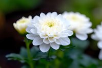 White chrysanthemum flower in full bloom with soft petals against blurred dark background, showing delicate details and natural garden setting in macro photography.