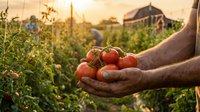 Fresh ripe tomatoes in farmer hands at sunset in organic vegetable garden with greenhouse background for healthy eating and sustainable agriculture.