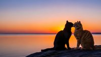 Two cats silhouetted against vibrant sunset sky touching noses affectionately by calm water. Romantic feline moment during golden hour twilight.