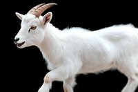 Young white goat kid with small horns and fluffy fur isolated on black background, side view portrait showing curious expression and distinctive features.
