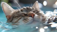 Peaceful tabby cat sleeping with content expression on turquoise background with bokeh light effects.